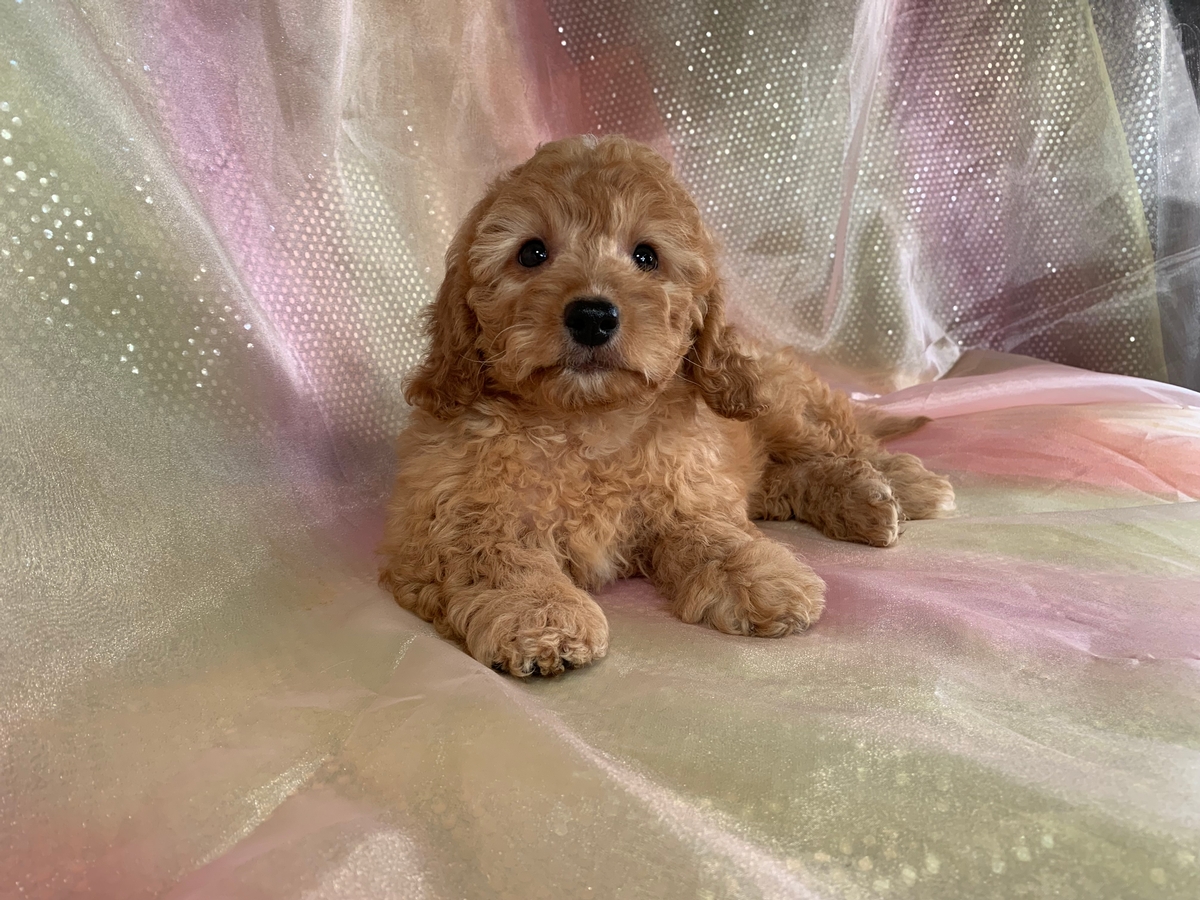 Male Miniature Goldendoodle, Iowa Bred, Professional Breeder, $1800